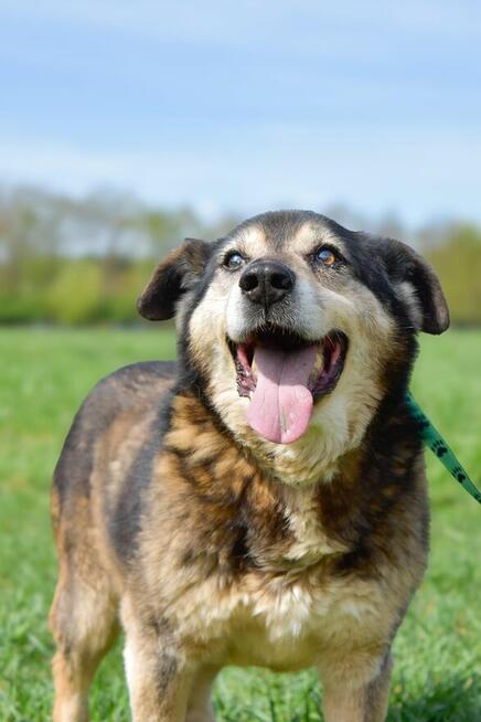 Daddy - cudowny starszy piesek czeka na wymarzony dom
