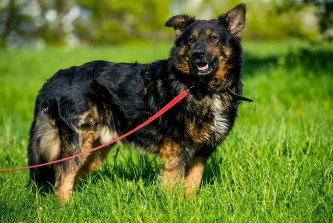 Yogi piękny o wyjatkowym charakterze czeka na dom Małgorzata