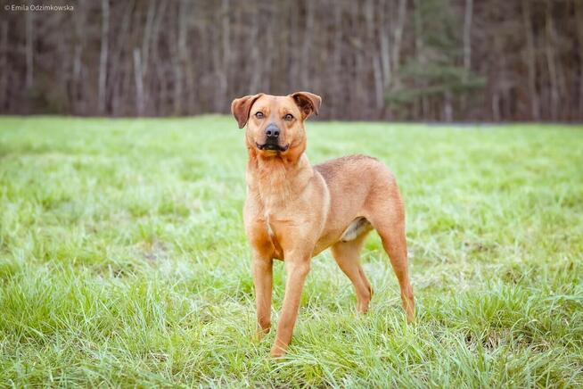 Dżeki - średniej wielkości rudy pies do adopcji