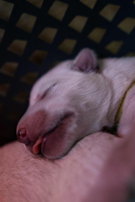 Szczenięta FCI - Biały Owczarek Szwajcarski