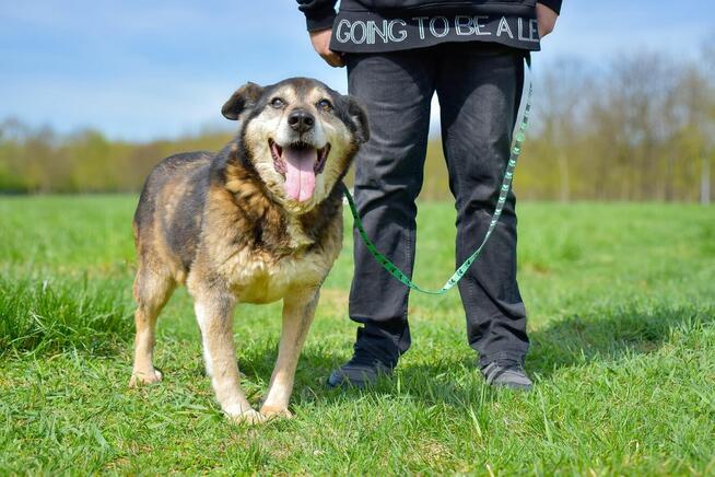 Daddy - cudowny starszy piesek czeka na wymarzony dom