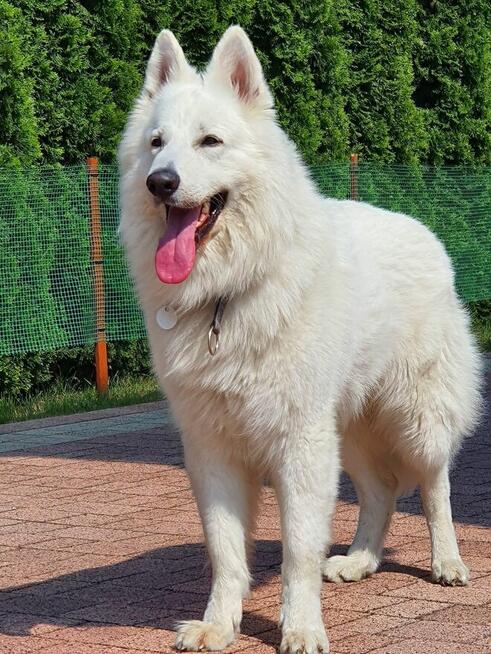 Szczenięta FCI - Biały Owczarek Szwajcarski