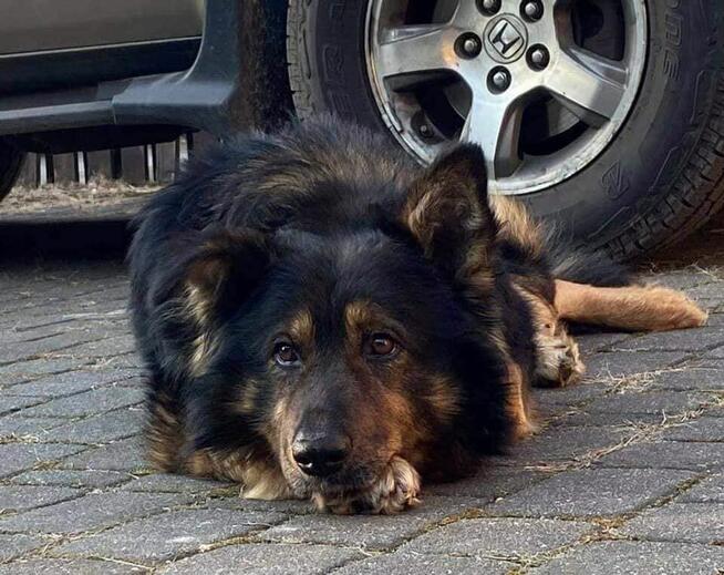 Yogi piękny o wyjatkowym charakterze czeka na dom Małgorzata