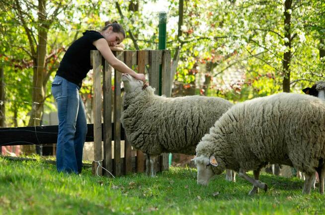 plenery / sesje zdjęciowe z owcami