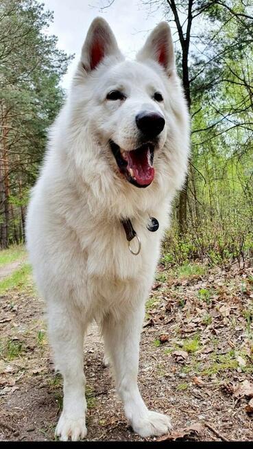 Szczenięta FCI - Biały Owczarek Szwajcarski