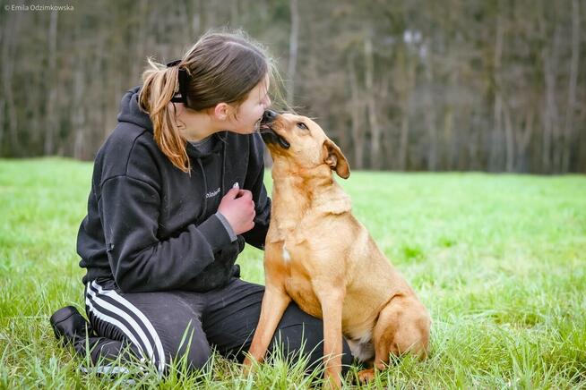 Dżeki - średniej wielkości rudy pies do adopcji