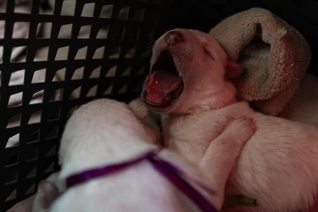 Szczenięta FCI - Biały Owczarek Szwajcarski