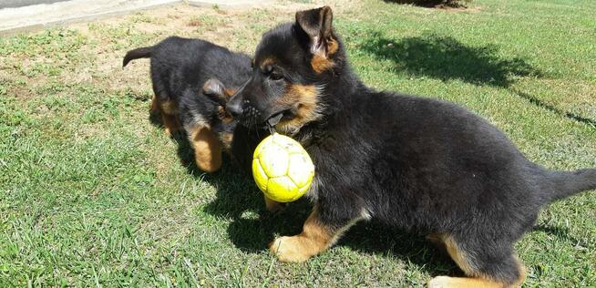Sprzedam Szczenięta Owczarka Niemieckiego