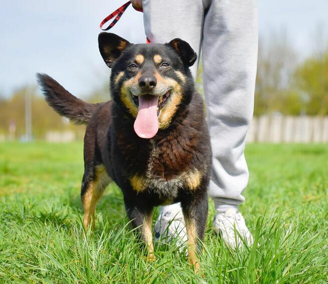 Zygmunt- niewidzialny psiak-czy ktoś go wypatrzy i adoptuje?