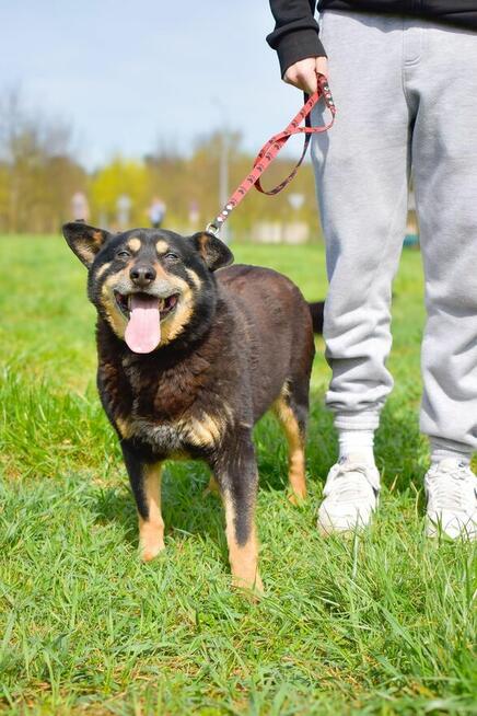 Zygmunt- niewidzialny psiak-czy ktoś go wypatrzy i adoptuje?