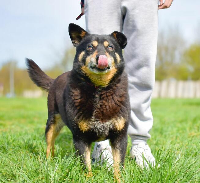 Zygmunt- niewidzialny psiak-czy ktoś go wypatrzy i adoptuje?