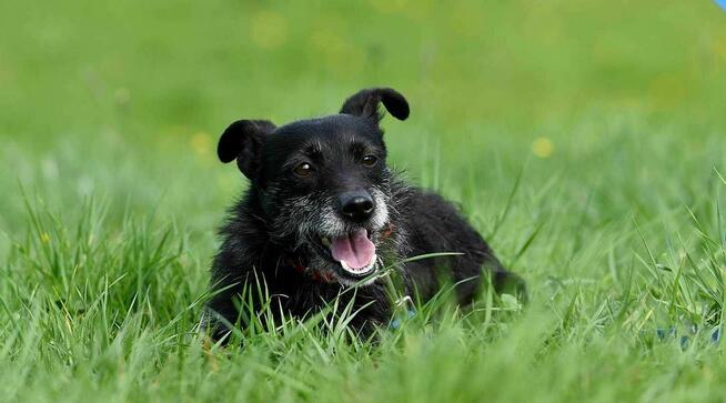 Kama szuka domu, suczka, młoda