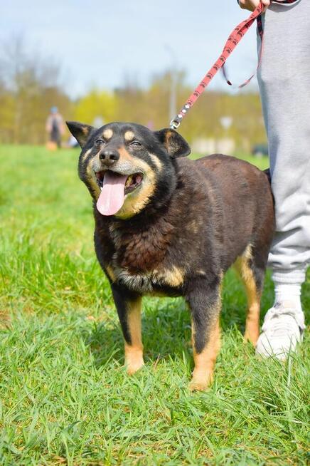 Zygmunt- niewidzialny psiak-czy ktoś go wypatrzy i adoptuje?
