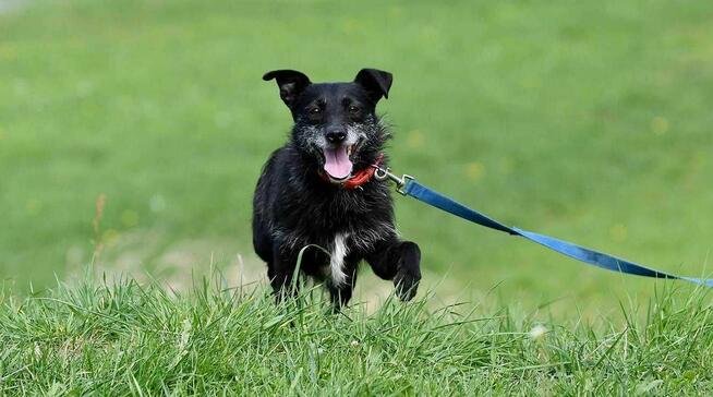 Kama szuka domu, suczka, młoda