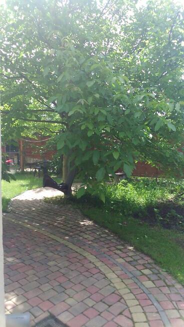 Sprzedam willę w Centrum Łodzi bezpośrednio