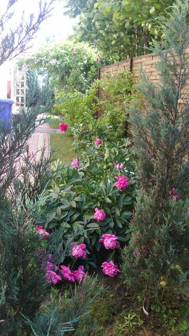 Sprzedam willę w Centrum Łodzi bezpośrednio