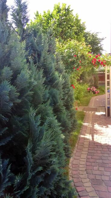 Sprzedam willę w Centrum Łodzi bezpośrednio