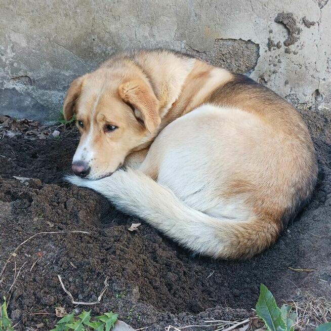 Lolek ok w2 let.piękny psiak blaga o dom Fun.Psi Dworek