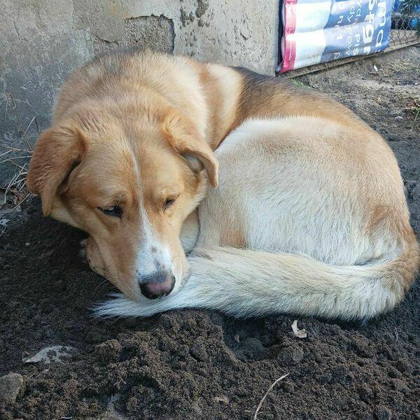 Lolek ok w2 let.piękny psiak blaga o dom Fun.Psi Dworek