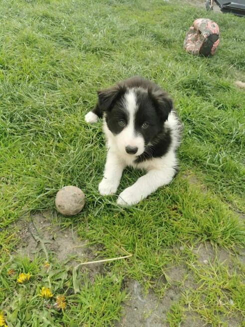Border collie sprzedam