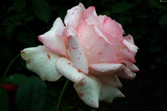 Okazałe rosliny sprzedam