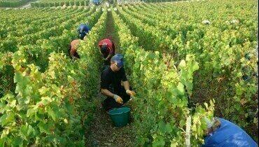 Praca na winobraniu - 13 euro netto