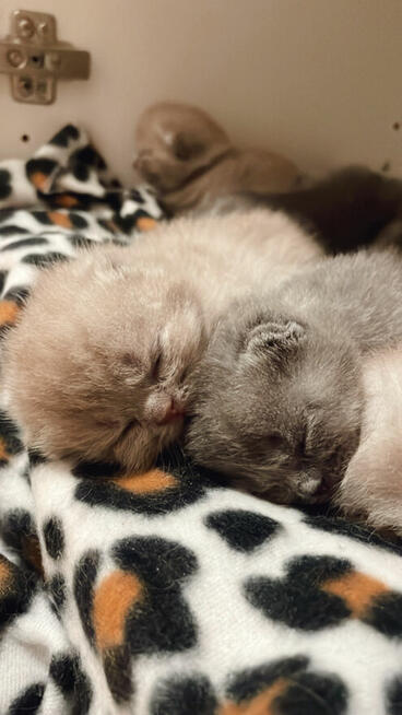 Zapraszamy do Rezerwacji!!Koty Brytyjskie z Rodowodem