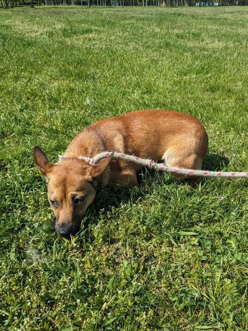 Alarm!!Kto pokocha 2/3 let.Marsika malutkiego psiaczka Kasia