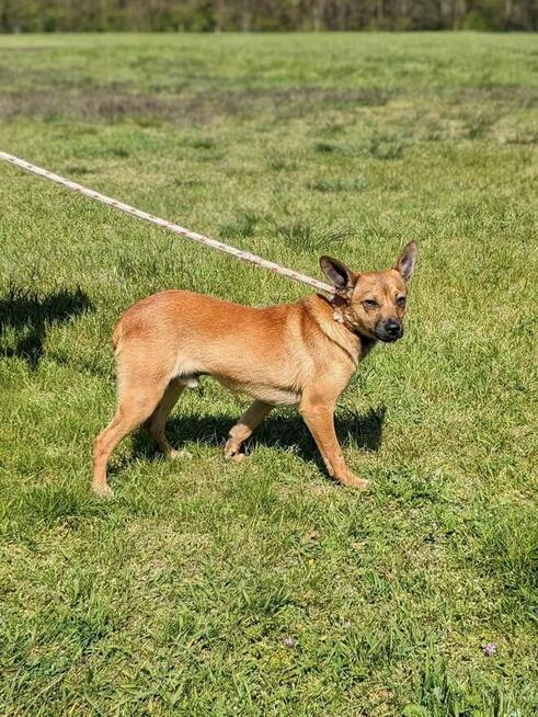 Alarm!!Kto pokocha 2/3 let.Marsika malutkiego psiaczka Kasia