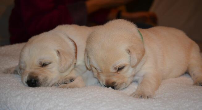 Labrador Retriever szczeniak po przebadanych rodzicach