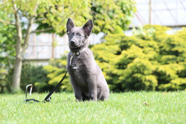 Owczarek Niemiecki Długowłosy Niebieski