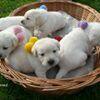 Labrador Retriever szczeniak po przebadanych rodzicach