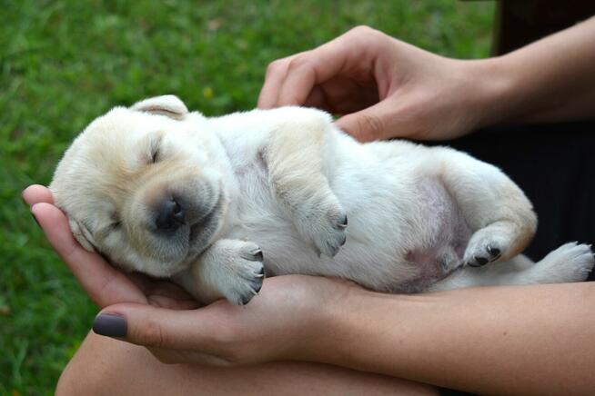Labrador Retriever szczeniak po przebadanych rodzicach