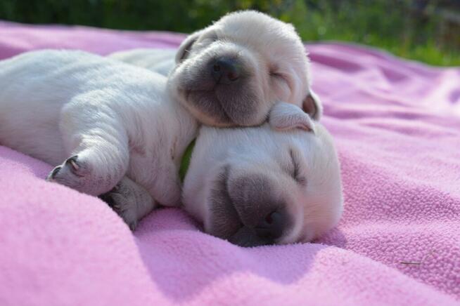 Labrador Retriever szczeniak po przebadanych rodzicach