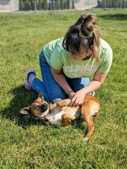 Alarm!!Kto pokocha 2/3 let.Marsika malutkiego psiaczka Kasia