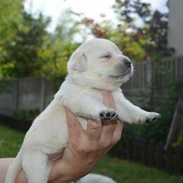 Labrador Retriever szczeniak po przebadanych rodzicach