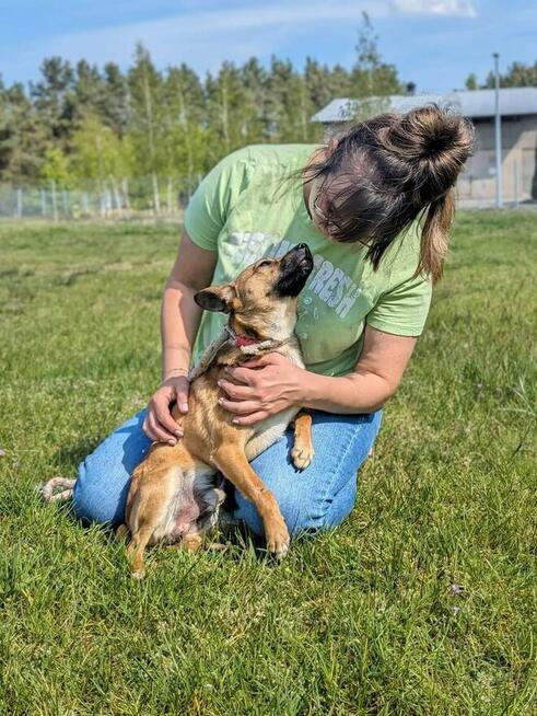 Alarm!!Kto pokocha 2/3 let.Marsika malutkiego psiaczka Kasia