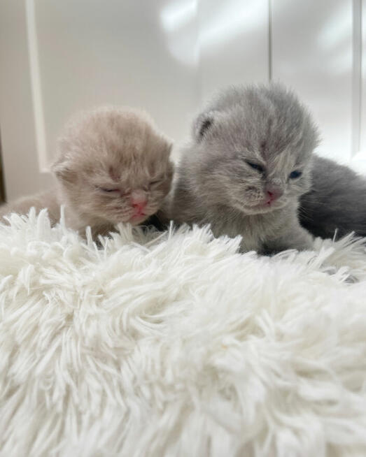 Zapraszamy do Rezerwacji!!Koty Brytyjskie z Rodowodem