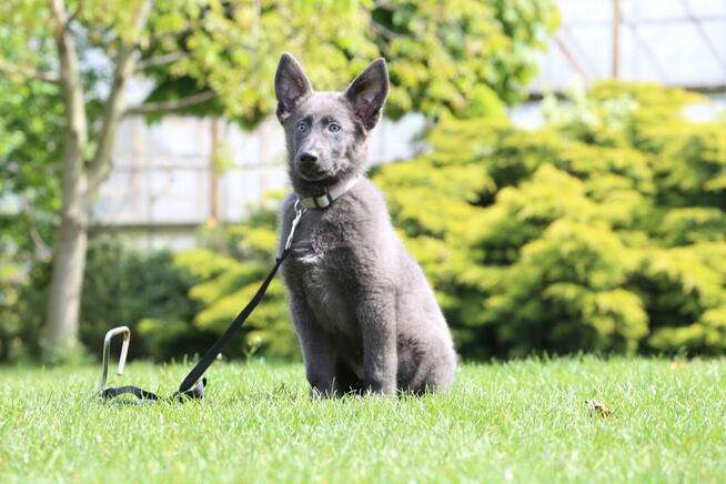 Owczarek Niemiecki Długowłosy Niebieski