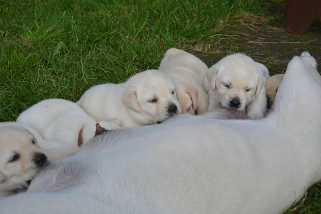 Labrador Retriever szczeniak po przebadanych rodzicach
