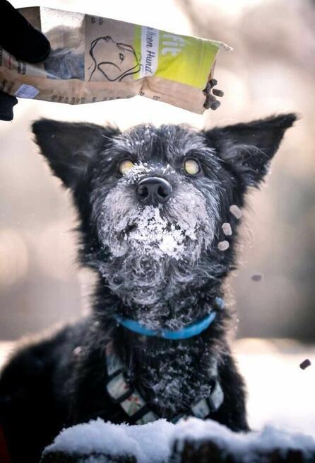 Cudowny Aniołek uwielbiająca ludzi i spacery szuka domku