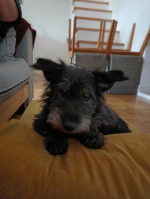 KRECIK psy ideał wesoły proludzki marzy o wspaniałym domu