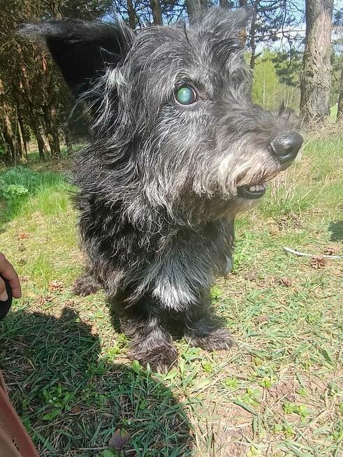 Wesoły prze kochany psiak poleca się do adopcji