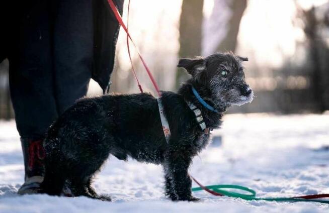 Cudowny Aniołek uwielbiająca ludzi i spacery szuka domku
