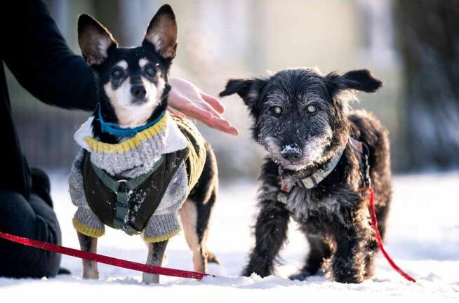 Wesoły prze kochany psiak poleca się do adopcji