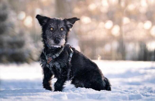 Wesoły prze kochany psiak poleca się do adopcji