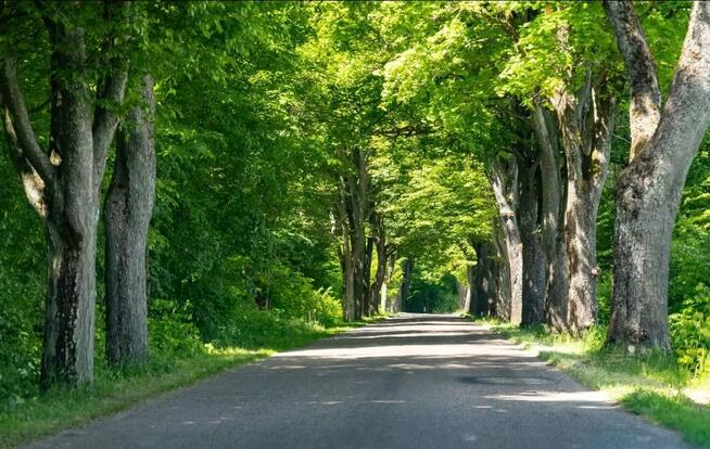 Działka budowlana Brzeźno Łyńskie gm. Nidzica