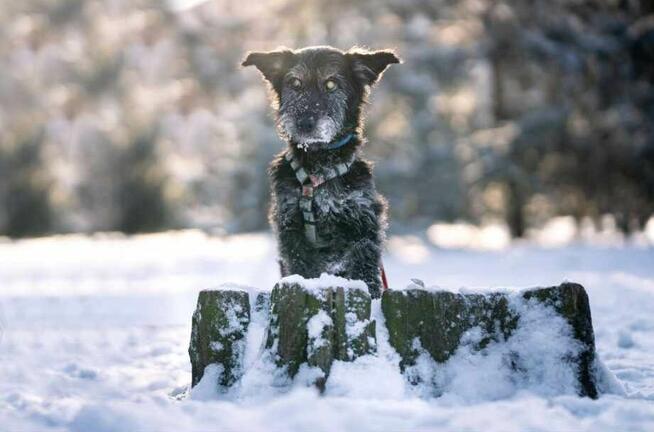 KRECIK cudowny bezproblemowy psiak szuka dobrego domku