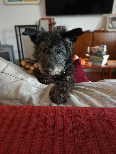 KRECIK cudowny bezproblemowy psiak szuka dobrego domku