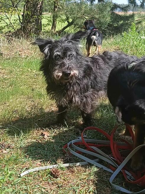 Wesoły prze kochany psiak poleca się do adopcji